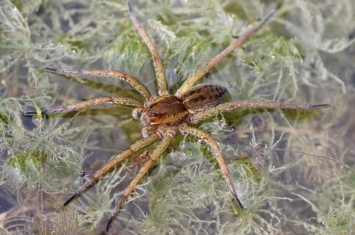 Dolomedes sp.